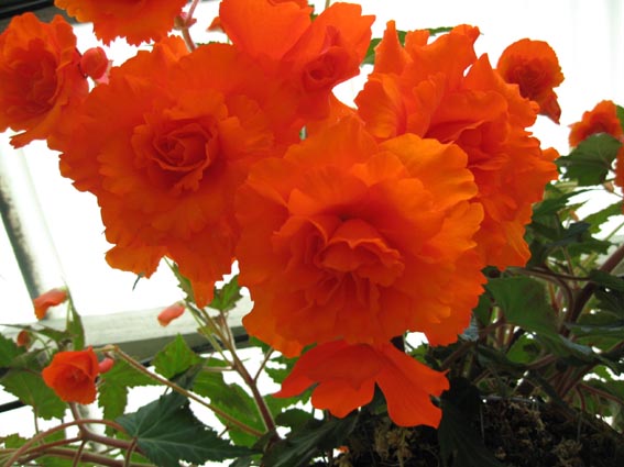 B. ‘Orange Fascination’